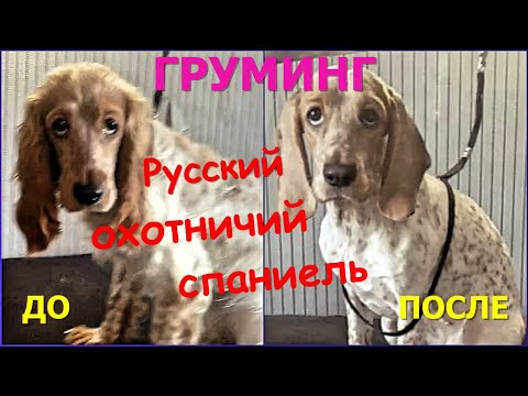Видео: Русский охотничий спаниель Афина на гигиенической стрижке