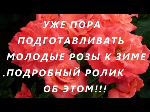 Видео: УЖЕ ПОРА ПОДГОТАВЛИВАТЬ МОЛОДЫЕ РОЗЫ К ЗИМЕ .ПОДРОБНЫЙ РОЛИК ОБ ЭТОМ!!!