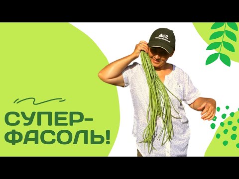 Видео: Самая длинноплодная фасоль! Вигна, обзор сортов