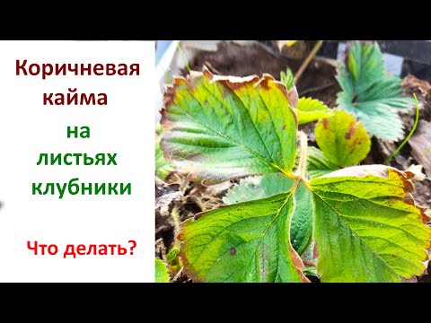 Видео: Коричневая кайма на листьях клубники