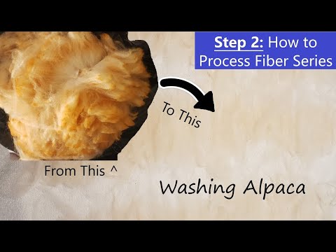Видео: Как стирать волокно альпаки, чтобы сделать гребенной верх для прядения в стиле камвольного прядения