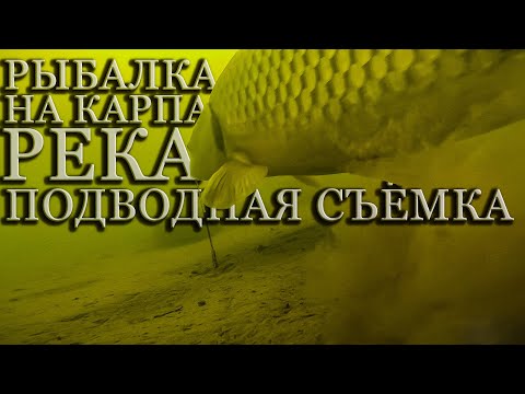 Видео: РЫБАЛКА НА КАРПА Река Подводная съёмка