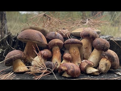 Видео: БЕЛЫЕ ГРИБЫ на каждом шагу! Собираем ГРИБЫ в диком  лесу