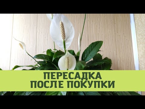 Видео: Пересадка женского счастья после покупки