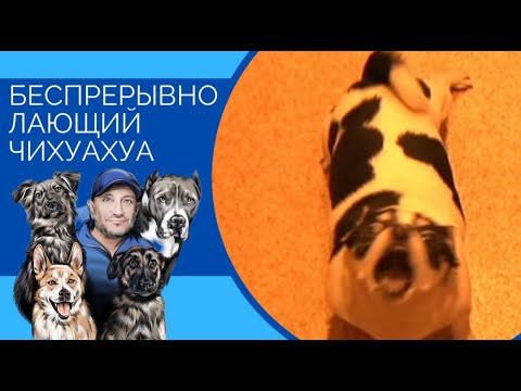 Видео: Беспрерывно лающий Чихуахуа