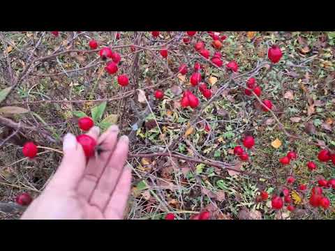 Видео: Уезжаем. Бегу с обзором по саду. Планирую осенние дела. Салфетки