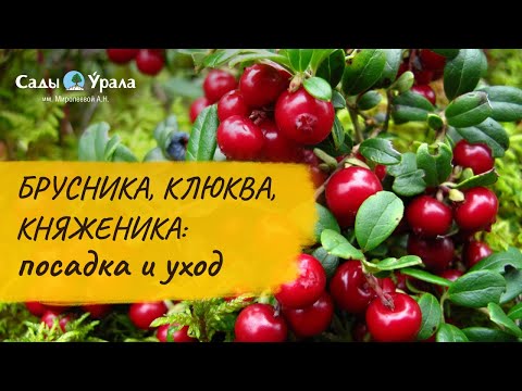 Видео: Клюква, брусника, княженика: видеообзор сортов из весеннего каталога