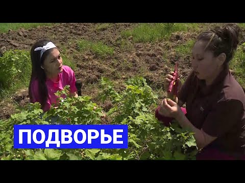 Видео: Высадка деревьев и кустарников, а также уход за ними: Подворье (03.06.21)