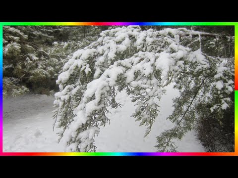 Видео: Волшебница зима Природа родного края❄️🎄❄️