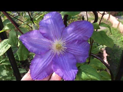 Видео: Как обрезать и укрывать клематисы на зиму (3 варианта)