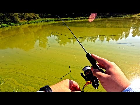 Видео: Мормышинг! Ловля Ротана в болоте! Рыбалка на спиннинг