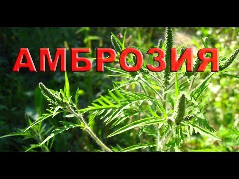 Видео: АМБРОЗИЯ НА ПОДСОЛНЕЧНИКЕ - МЕТОДЫ ЗАЩИТЫ