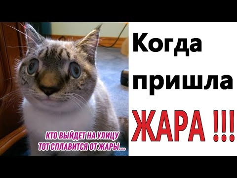 Видео: КОГДА ПРИШЛА ЖАРА!!!  Лучшие МЕМЫ, ПРИКОЛЫ, шутки, смешные истории от Доми шоу