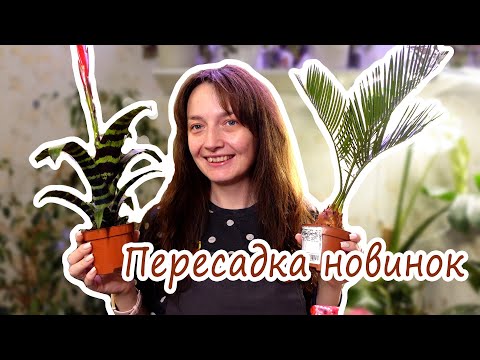Видео: Новые растения! Будни цветовода. Пересадка из транспортировочных горшков. Посадка семян Маммиллярии