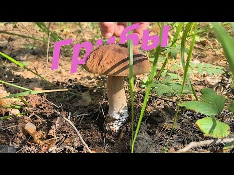 Видео: ЕДЕМ ЗА ГРИБАМИ В ЛЮБИМЫЙ ЛЕС