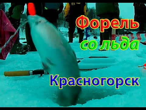 Видео: Форель со льда. Так увлекся что провалился...