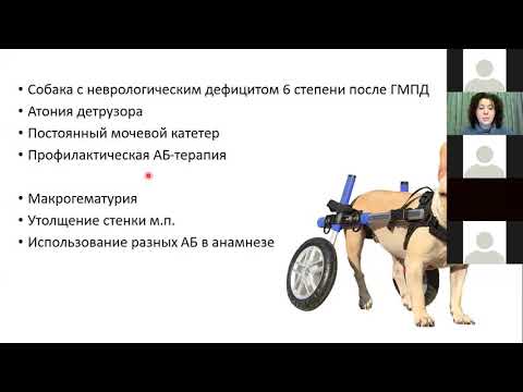 Видео: Рациональная антибиотикорерапия болезней выделительной системы. Прокофьева Наталья.