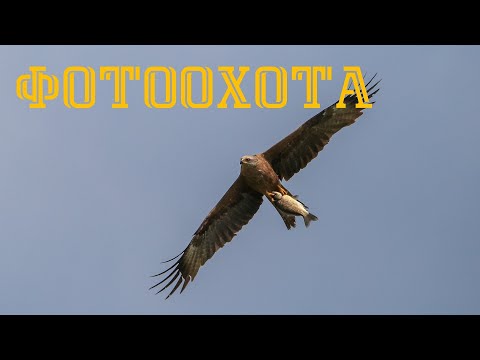 Видео: Летняя фотоохота в Подмосковье на Canon RP и RF 800 mm F11