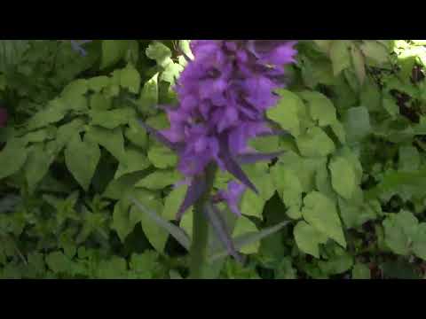 Видео: 16 июня. Всего один месяц и как изменился сад.