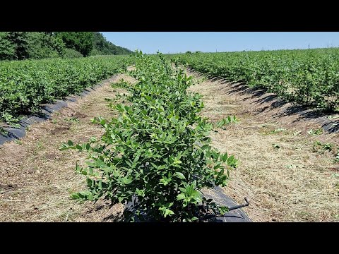 Видео: Какой урожай голубики на второй год после посадки?