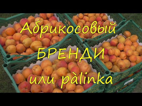 Видео: Абрикосовый бренди или pàlinka.