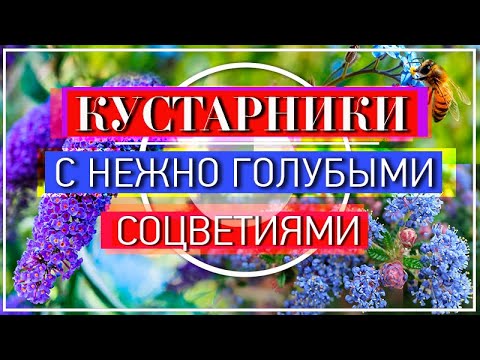 Видео: ГОЛУБЫЕ Кустарники о Которых Вы Не Знали