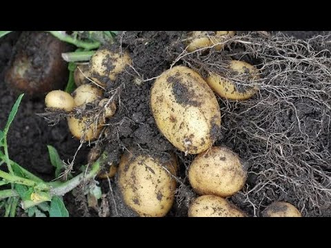 Видео: КОПАЕМ КАРТОШКУ В ДЕРЕВНЕ У БАБУШКИ | АЛТАЙ