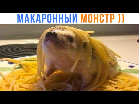 Видео: МАКАРОННЫЙ ЁЖ! ))) Приколы | Мемозг 1671