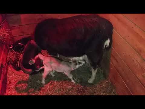 Видео: Наши первые козлята в 2018году