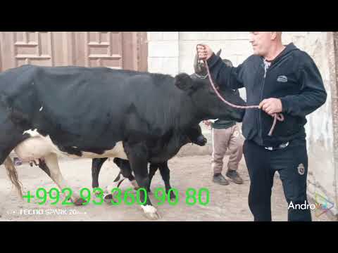 Видео: 1 Сар Говои Чушои ширти Тахдон Шируш Аз 18 то 20 Литур Кафолат Дора метавонет харидори намоед