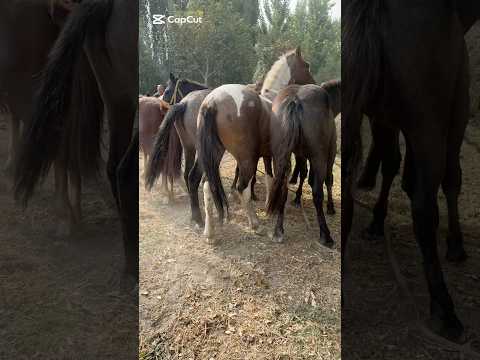 Видео: 9 октября 2025 г.
