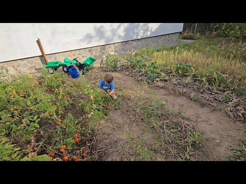 Видео: Собираем помидоры,  сколько собрали? Шикарный урожай!