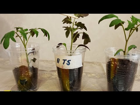 Видео: Фиолетовые листья и стебель у рассады. Причины и что делать.
