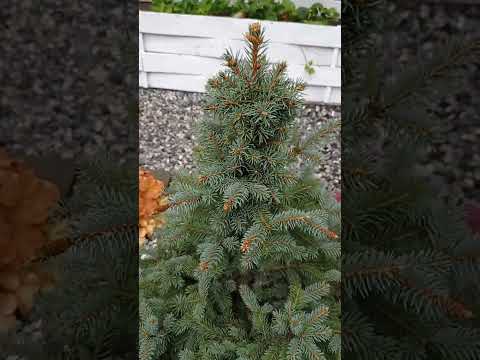 Видео: Любимый сад 🏡❤️🌲.