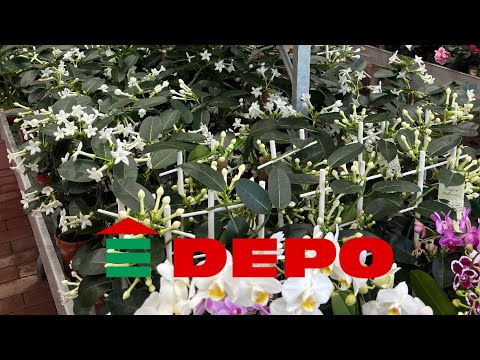 Видео: Отличный выбор растений в DEPO