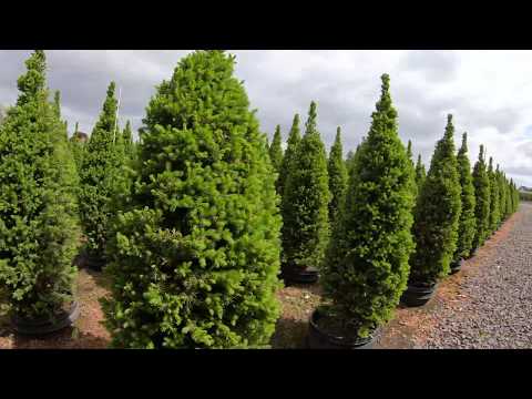 Видео: Работа во время карантина