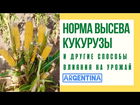 Видео: Норма высева кукурузы и другие способы влияния на ее урожай