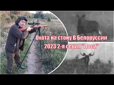 Видео: Охота на реву и стону в Белоруссии 2023 год: 2-я часть Короли леса - "Лоси" в Вилейском лесхозе.