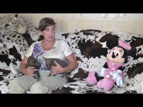 Видео: Ксолоицкуинтли от А до Я