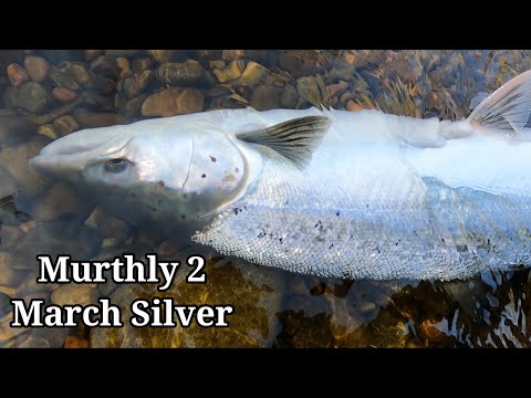 Видео: ПЕРВЫЙ ЛОСОСЬ 2025 ГОДА, Salmon Fishing Scotland