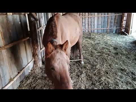 Видео: Помогите определить жерёба кобыла или нет? Постригли лошадей.