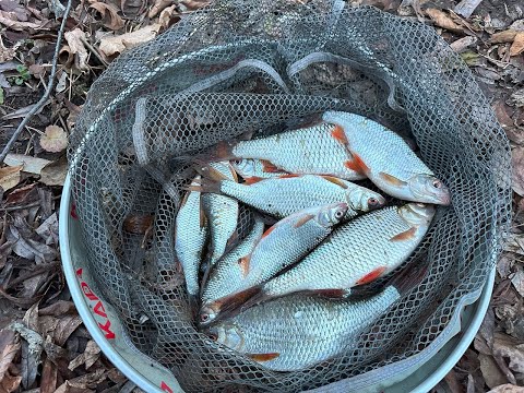 Видео: Рыбалка в Ноябре на фидер