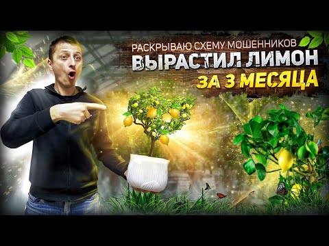 Видео: "Лимонный-мошенник"- Разоблачение странной схемы!)