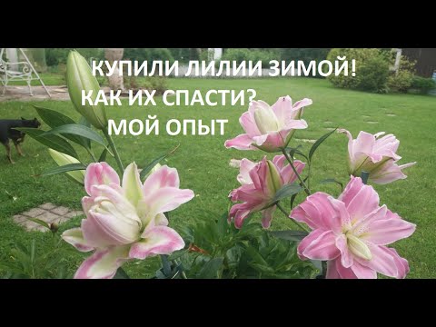 Видео: Как спасти лилию с ростком зимой.