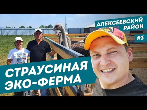 Видео: Страусиная эко-ферма | разведение страусов | Билярск 2021 | Наш Татарстан | #3