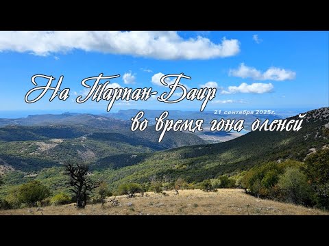 Видео: На Тарпан Баир во время гона оленей