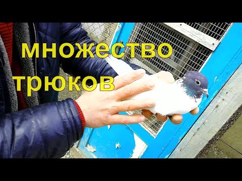Видео: Иранские Бакинские Узбекские бойные голуби. Игра,Бои и нежданный гость