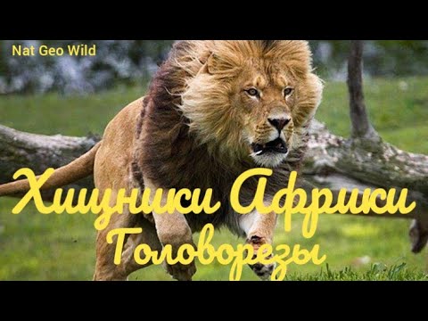 Видео: Nat Geo Wild.Хищники Африки.Ботсвана.Головорезы.