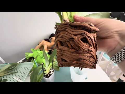 Видео: Пересадила новые пафы 🥰#orchid #flowers #paphiopedilums #plants 