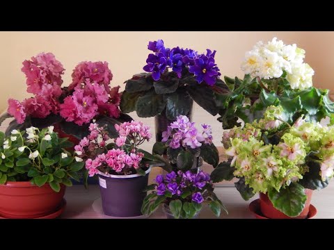 Видео: КРАСИВОЕ ЦВЕТЕНИЕ ФИАЛОК В МАЕ 2021 | Цветущие фиалки | Сорта фиалок